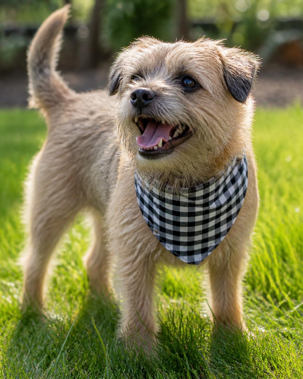 Gingham bandana in the grass