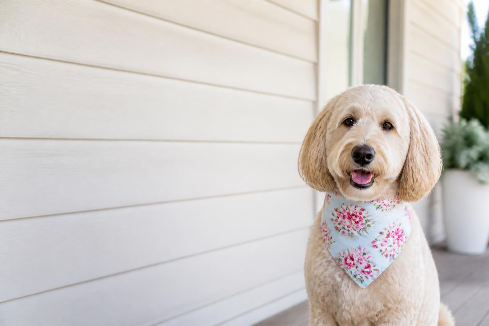 Golden doodle wearing a handmade reversible floral dog bandana on a sunny porch